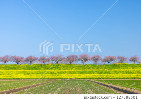 Oyama City, Tochigi Prefecture: The Omoigawa cherry blossom banks that run along the Omoigawa River between the Mamada and Otome districts. A row of native Omoigawa cherry trees and a field of rapeseed flowers on the slopes. Oyama City, Tochigi Prefecture: The Omoigawa cherry blossom banks that run along the Omoigawa River between the Mamada and Otome districts. A row of native Omoigawa cherry trees and a field of rapeseed flowers on the slopes. 127398501