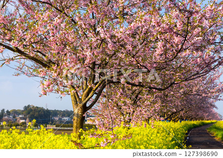 Oyama City, Tochigi Prefecture: The cherry blossom banks along the Omoi River, spanning the Mamada and Otome districts; a row of cherry trees and a field of rapeseed flowers along the cycling road 127398690