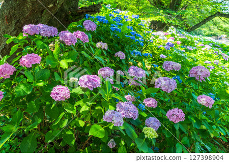 <埼玉縣>權現堂公園的繡球花盛開 127398904