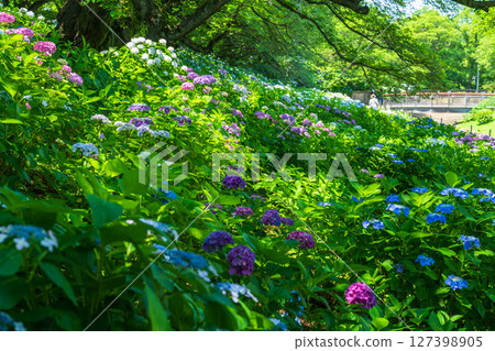 <埼玉縣>權現堂公園的繡球花盛開 <埼玉縣>權現堂公園的繡球花盛開 127398905