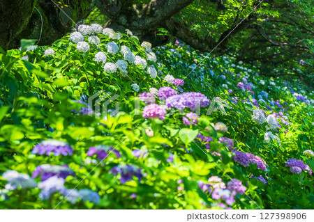 <Saitama Prefecture> Hydrangeas in full bloom at Gongendo Park 127398906