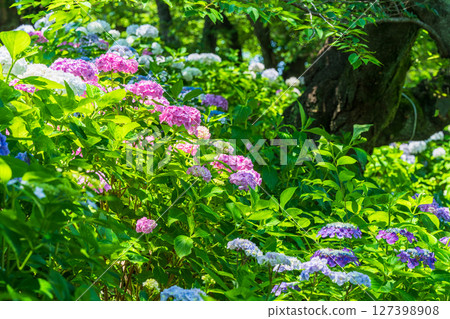 <Saitama Prefecture> Hydrangeas in full bloom at Gongendo Park 127398908