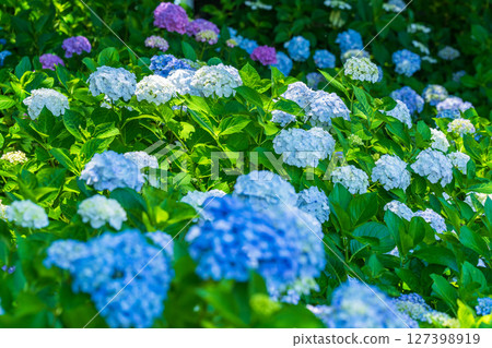 <Saitama Prefecture> Hydrangeas in full bloom at Gongendo Park 127398919