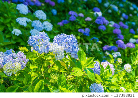 <Saitama Prefecture> Hydrangeas in full bloom at Gongendo Park 127398921