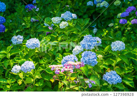 <Saitama Prefecture> Hydrangeas in full bloom at Gongendo Park 127398928