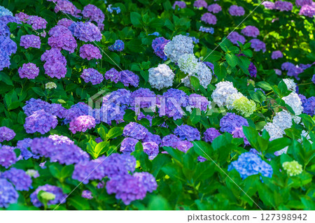 <埼玉縣>權現堂公園的繡球花盛開 <埼玉縣>權現堂公園的繡球花盛開 127398942