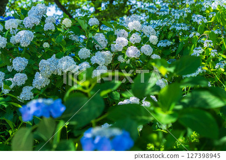 <埼玉縣>權現堂公園的繡球花盛開 127398945