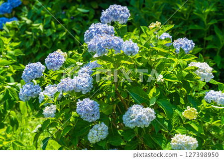 <Saitama Prefecture> Hydrangeas in full bloom at Gongendo Park 127398950