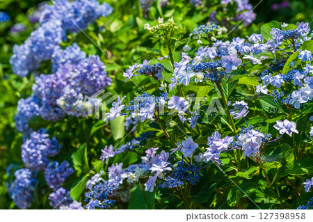 <埼玉縣>權現堂公園的繡球花盛開 <埼玉縣>權現堂公園的繡球花盛開 127398958
