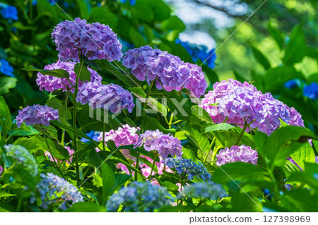<埼玉縣>權現堂公園的繡球花盛開 <埼玉縣>權現堂公園的繡球花盛開 127398969