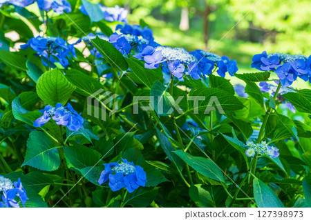 <埼玉縣>權現堂公園的繡球花盛開 <埼玉縣>權現堂公園的繡球花盛開 127398973