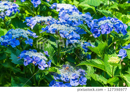 <Saitama Prefecture> Hydrangeas in full bloom at Gongendo Park 127398977