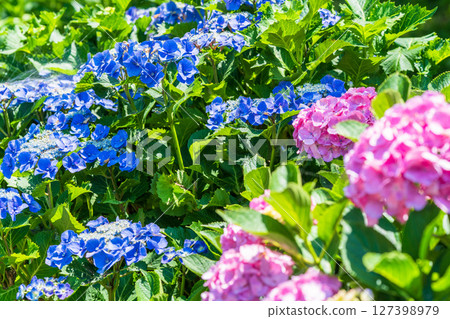 <Saitama Prefecture> Hydrangeas in full bloom at Gongendo Park 127398979