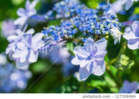 <Saitama Prefecture> Hydrangeas in full bloom at Gongendo Park <Saitama Prefecture> Hydrangeas in full bloom at Gongendo Park 127398984