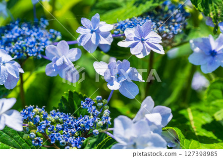 <Saitama Prefecture> Hydrangeas in full bloom at Gongendo Park <Saitama Prefecture> Hydrangeas in full bloom at Gongendo Park 127398985