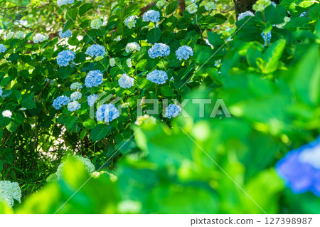 <埼玉縣>權現堂公園的繡球花盛開 127398987