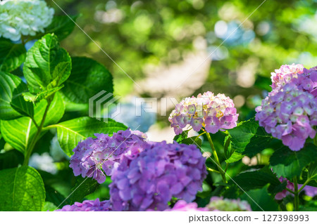 <Saitama Prefecture> Hydrangeas in full bloom at Gongendo Park 127398993