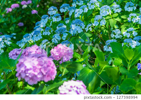 <埼玉縣>權現堂公園的繡球花盛開 127398994
