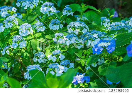 <埼玉縣>權現堂公園的繡球花盛開 127398995