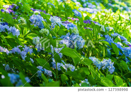 <埼玉縣>權現堂公園的繡球花盛開 127398998