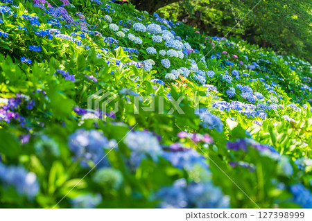 <埼玉縣>權現堂公園的繡球花盛開 127398999
