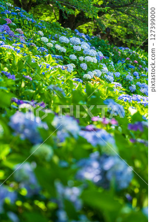 <Saitama Prefecture> Hydrangeas in full bloom at Gongendo Park 127399000