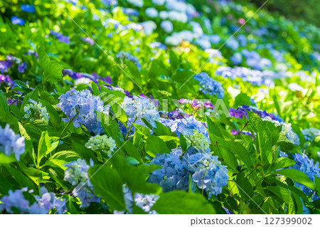 <埼玉縣>權現堂公園的繡球花盛開 127399002