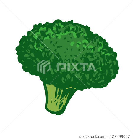 Vector sketch of green broccoli. Hand drawn cabbage. Colored drawing of cauliflower on white background. Healthy farm vegetable. 127399007