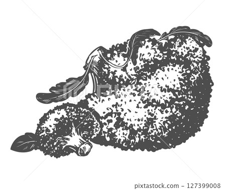 Broccoli lying on the table. Vector sketch of cabbage and pieces in ink. Imitation of old engraving technique. Black and white drawing of cauliflower with leaves on white background. 127399008