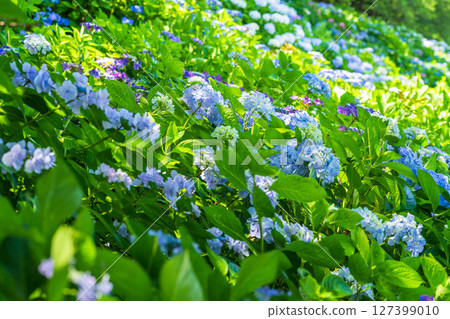 <埼玉縣>權現堂公園的繡球花盛開 127399010