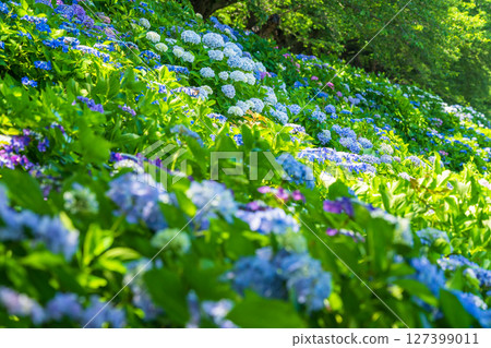<Saitama Prefecture> Hydrangeas in full bloom at Gongendo Park <Saitama Prefecture> Hydrangeas in full bloom at Gongendo Park 127399011