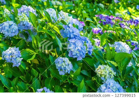 <埼玉縣>權現堂公園的繡球花盛開 <埼玉縣>權現堂公園的繡球花盛開 127399015