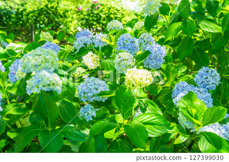 <埼玉縣>權現堂公園的繡球花盛開 127399030