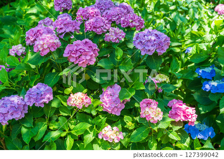 <Saitama Prefecture> Hydrangeas in full bloom at Gongendo Park 127399042
