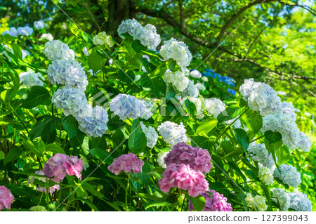 <埼玉縣>權現堂公園的繡球花盛開 127399043