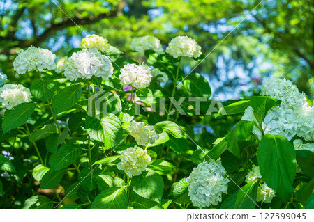 <Saitama Prefecture> Hydrangeas in full bloom at Gongendo Park 127399045