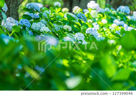 <埼玉縣>權現堂公園的繡球花盛開 127399046