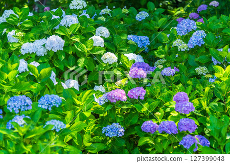 <埼玉縣>權現堂公園的繡球花盛開 127399048