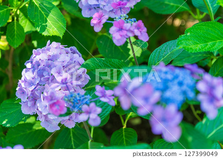 <Saitama Prefecture> Hydrangeas in full bloom at Gongendo Park 127399049