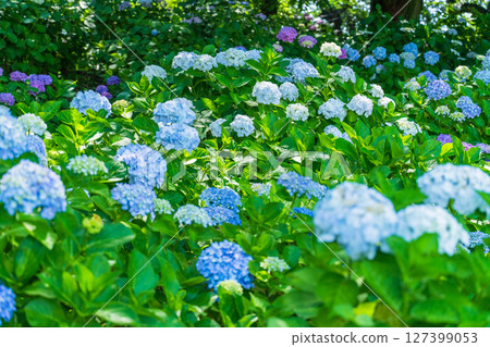 <Saitama Prefecture> Hydrangeas in full bloom at Gongendo Park 127399053