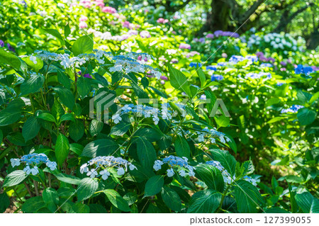 <埼玉縣>權現堂公園的繡球花盛開 <埼玉縣>權現堂公園的繡球花盛開 127399055