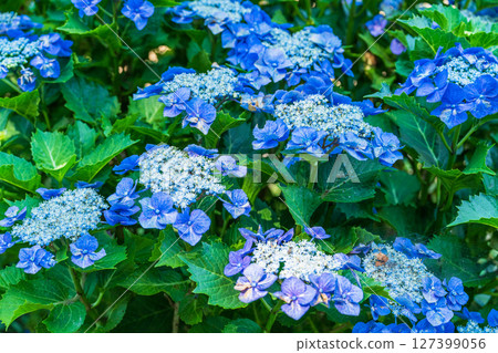 <埼玉縣>權現堂公園的繡球花盛開 <埼玉縣>權現堂公園的繡球花盛開 127399056