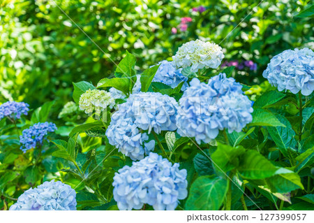 <埼玉縣>權現堂公園的繡球花盛開 127399057