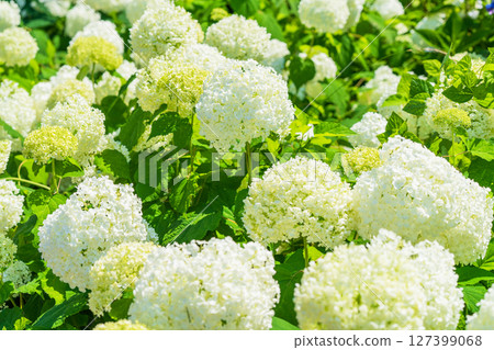 <Saitama Prefecture> Hydrangeas in full bloom at Gongendo Park <Saitama Prefecture> Hydrangeas in full bloom at Gongendo Park 127399068