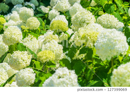 <Saitama Prefecture> Hydrangeas in full bloom at Gongendo Park <Saitama Prefecture> Hydrangeas in full bloom at Gongendo Park 127399069