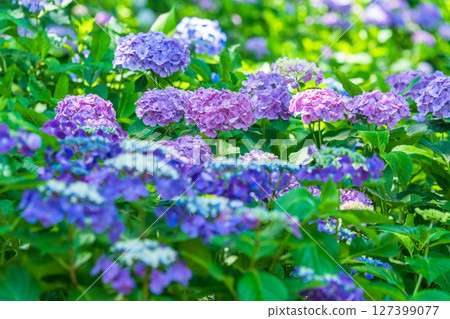 <埼玉縣>權現堂公園的繡球花盛開 127399077