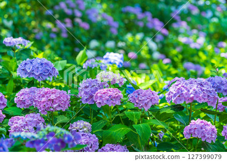 <Saitama Prefecture> Hydrangeas in full bloom at Gongendo Park <Saitama Prefecture> Hydrangeas in full bloom at Gongendo Park 127399079