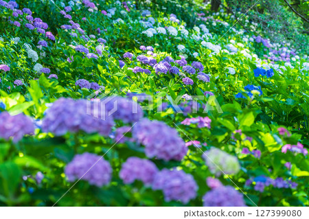 <埼玉縣>權現堂公園的繡球花盛開 <埼玉縣>權現堂公園的繡球花盛開 127399080