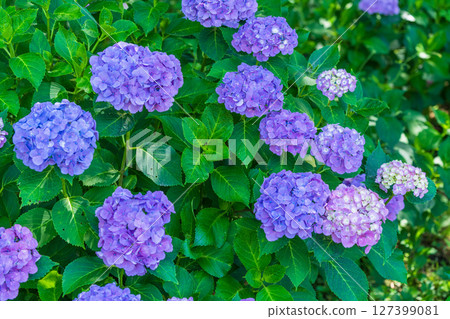 <Saitama Prefecture> Hydrangeas in full bloom at Gongendo Park <Saitama Prefecture> Hydrangeas in full bloom at Gongendo Park 127399081