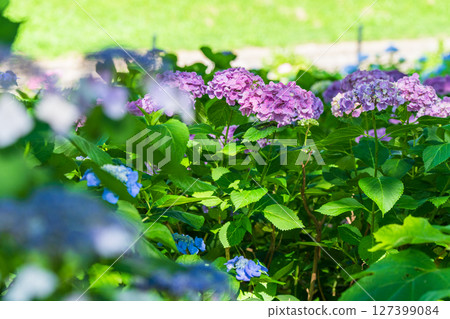 <埼玉縣>權現堂公園的繡球花盛開 <埼玉縣>權現堂公園的繡球花盛開 127399084